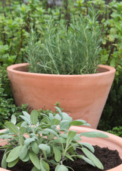 Terracotta Kitchen Garden Grow Pot